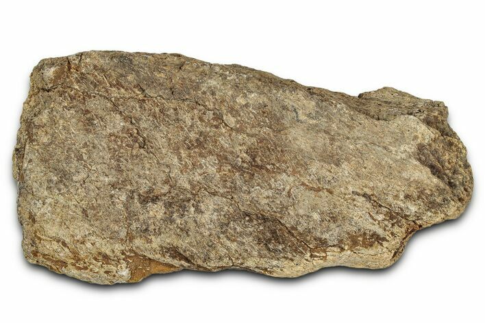 Dinosaur (Triceratops) Frill Shield Section - Montana #338957